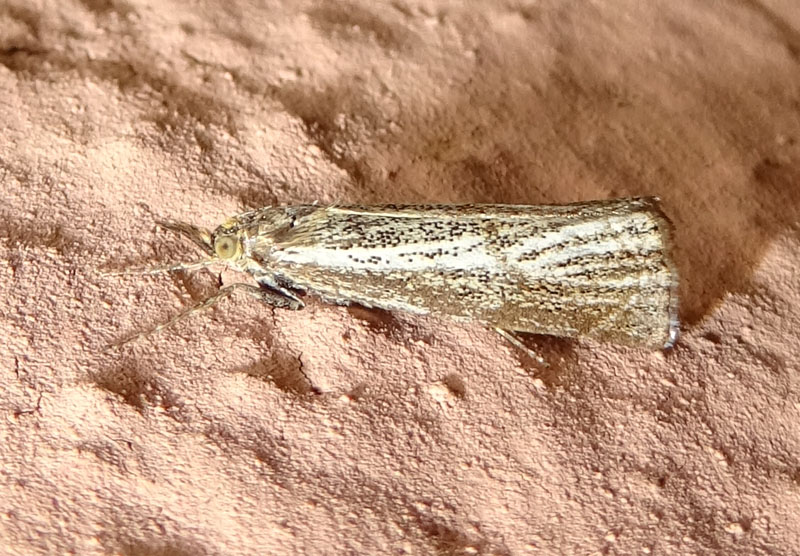 Thisanotia chrysonuchella - Crambidae